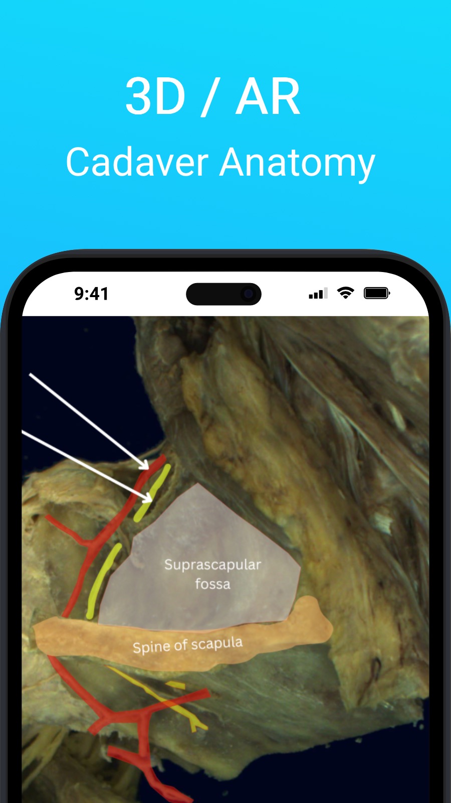 3D / AR - Cadaver Anatomy
