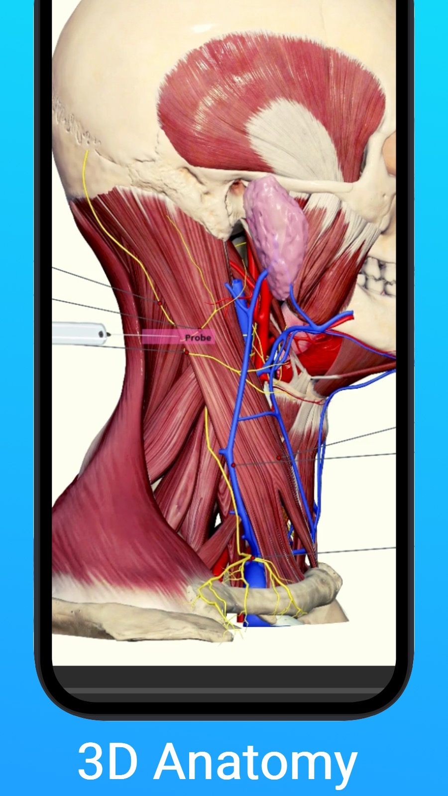 3D Anatomy